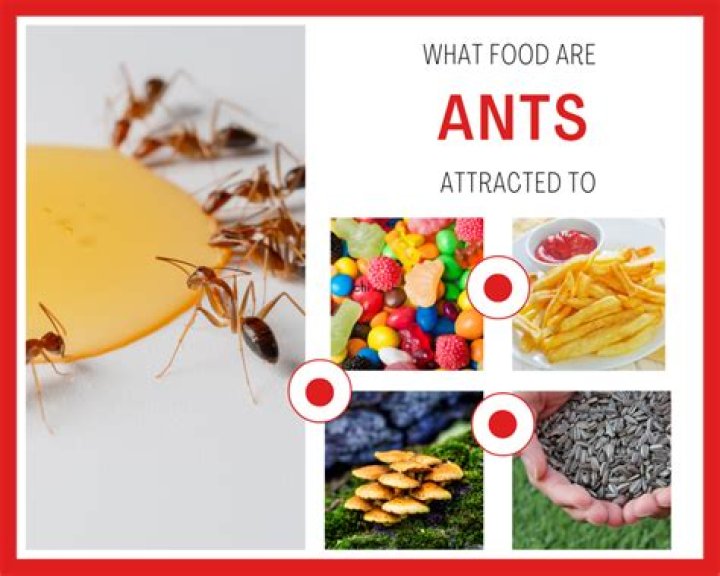 Are ants attracted to Coke?