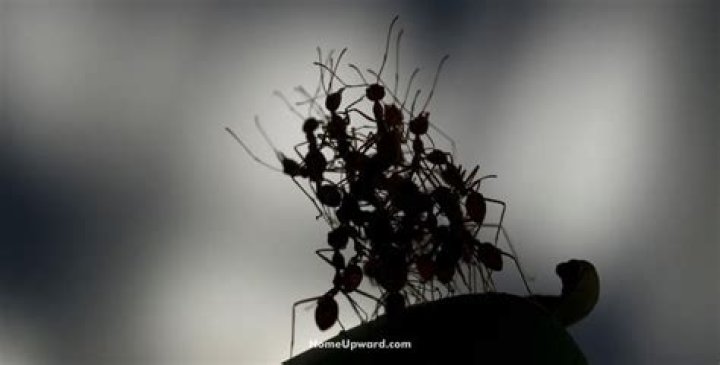 Are ants more active at night?