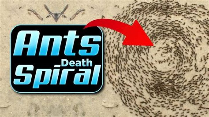 Are ants scared of dead ants?