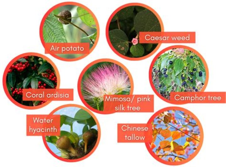 Are any plant species able to make antifreeze?