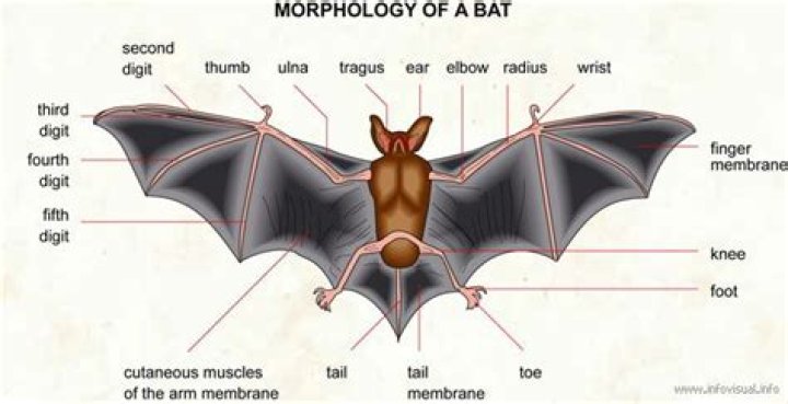Are bats friendly to humans?
