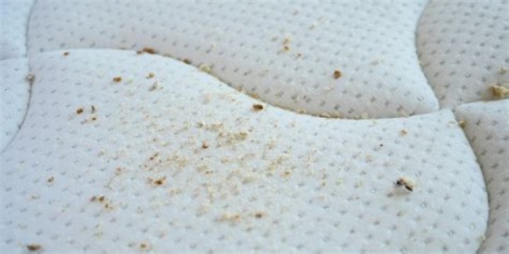 Are bed bugs in mattress?