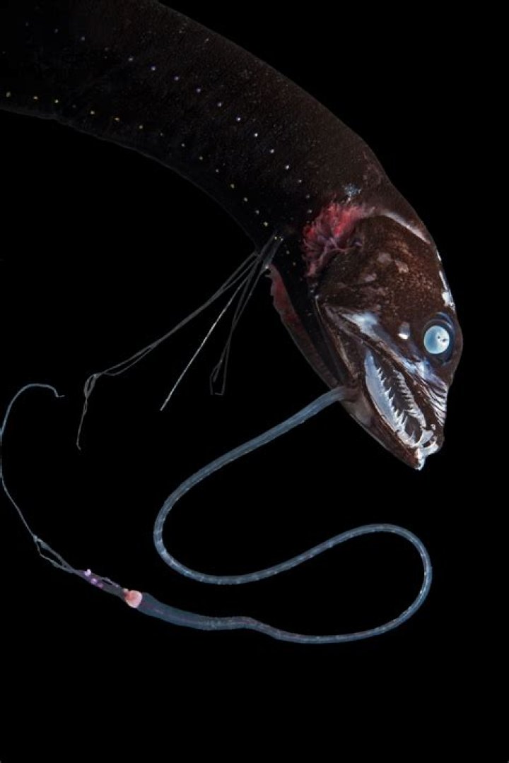 Are Black Dragonfish poisonous?