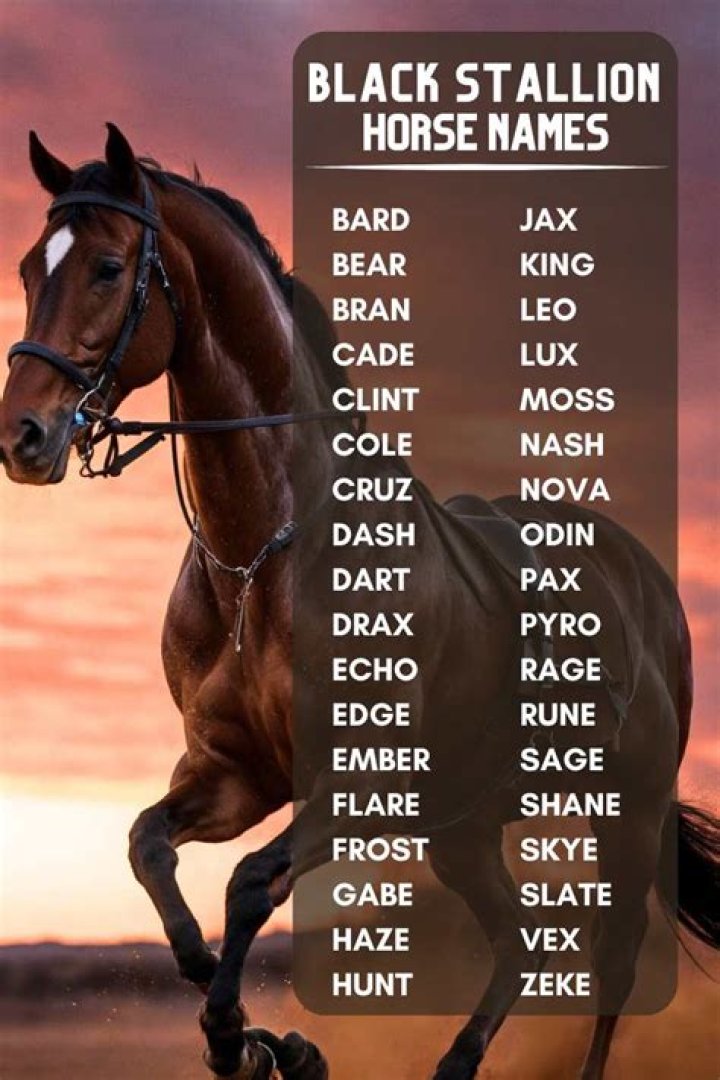 Are black stallions rare?