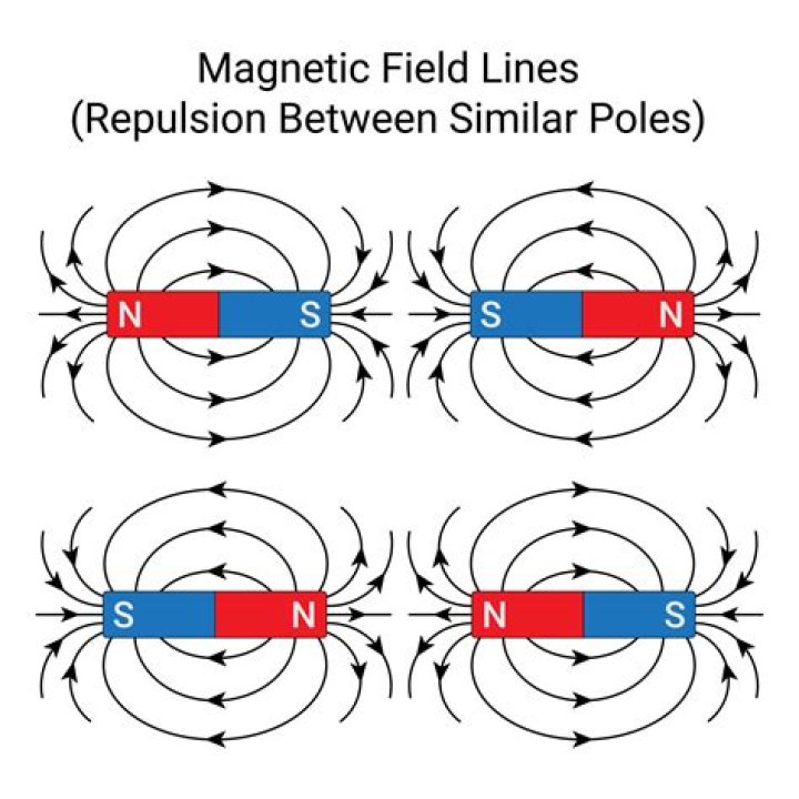 Are bones magnetic?