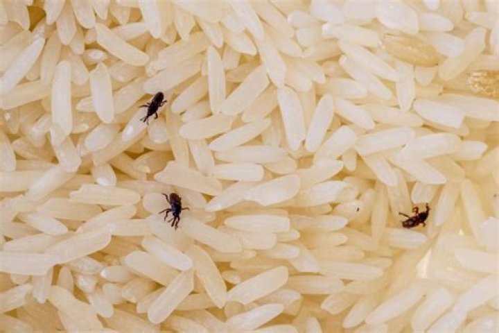 Are bugs in rice normal?