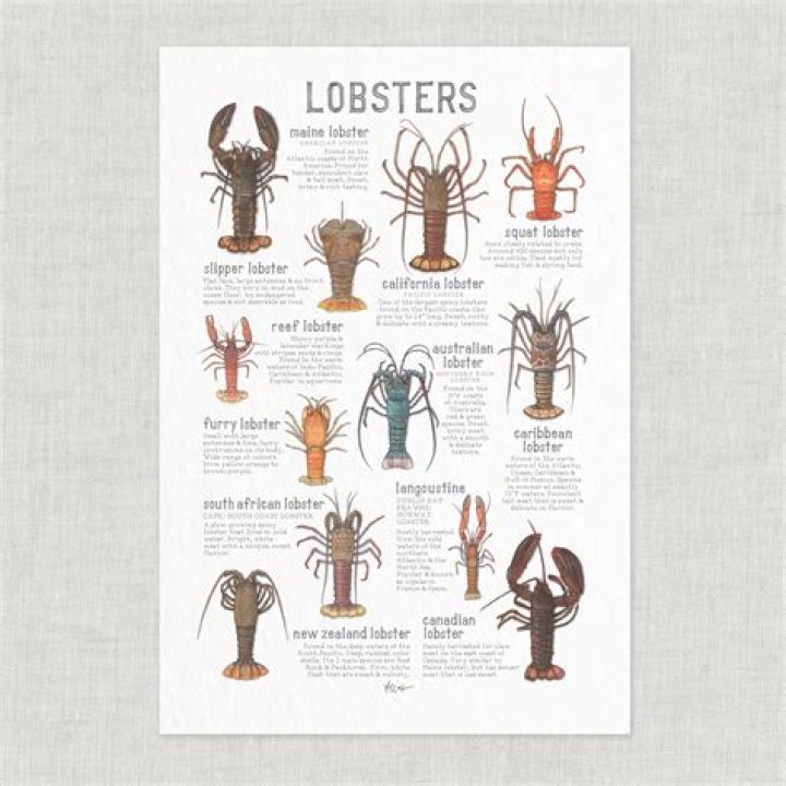 Are Canadian lobsters cheaper than Maine lobsters?