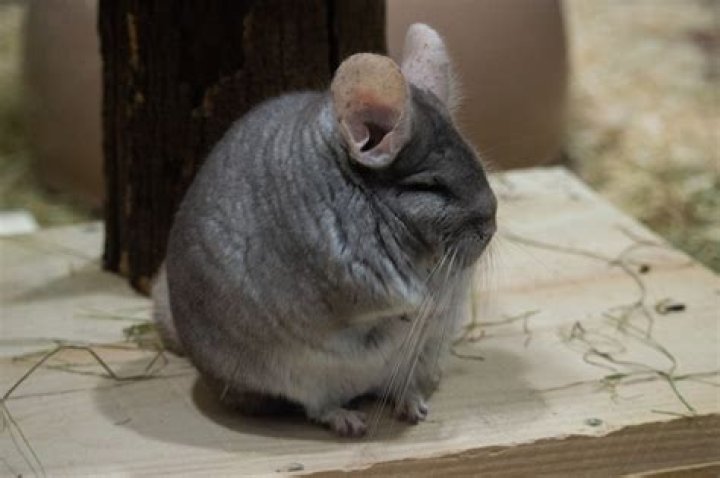 Are chinchillas stinky?