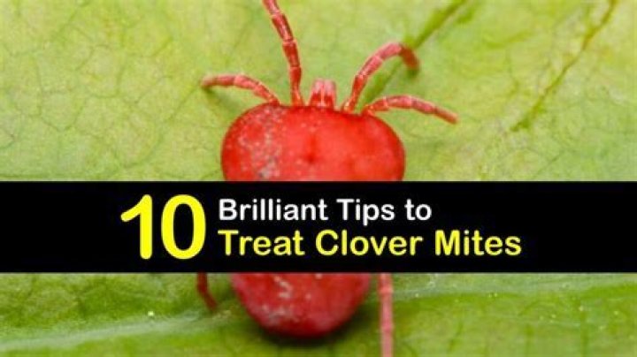Are clover mites harmful to humans?