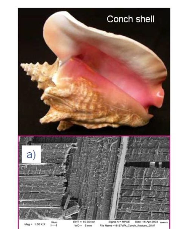 Are conch shells protected?