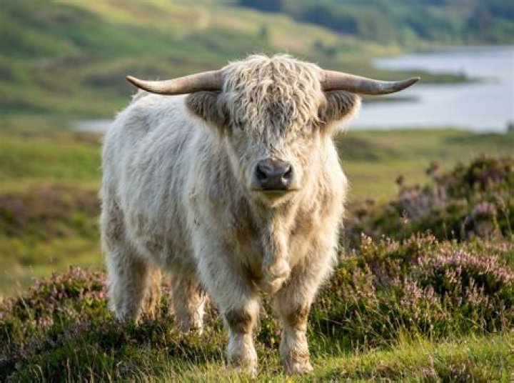 Are cows halal?