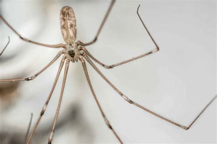 Are Daddy Long Legs the most poisonous spiders?