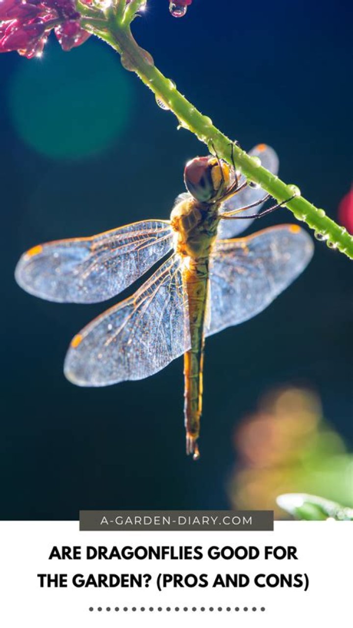 Are dragonflies good?