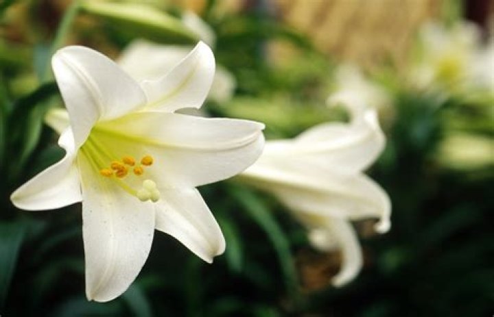 Are Easter lilies poisonous to cats?