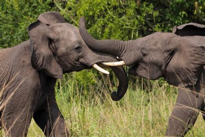 Are elephants evolving without tusks?