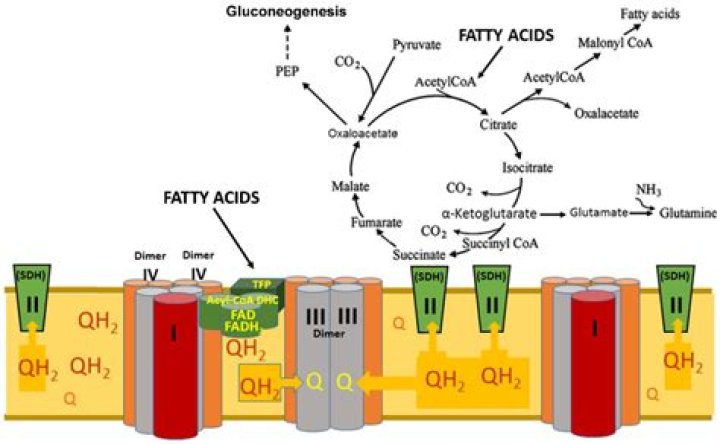 Are fatty acids haram?
