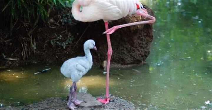 Are flamingos born white?