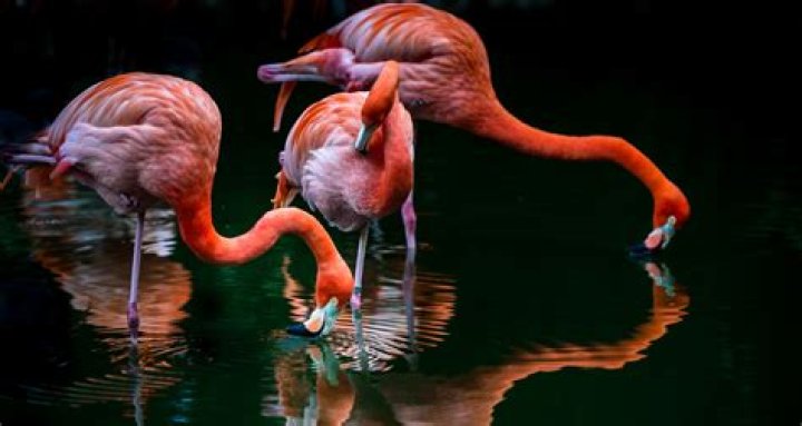 Are flamingos vicious?