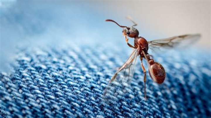 Are flying ants a problem?