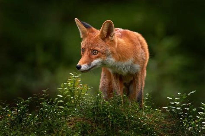 Are Freddie Fox and Emilia Fox related?