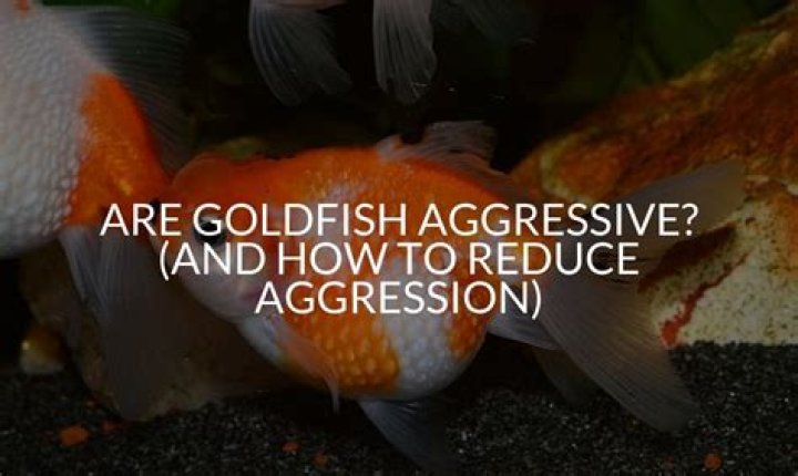 Are goldfish aggressive?