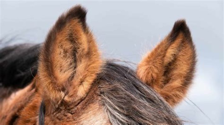 Are horses ears sensitive?