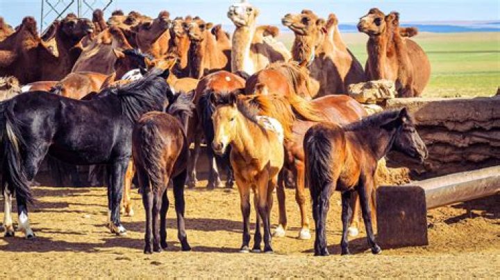 Are horses scared of death?