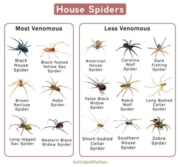 Are house spiders harmless?