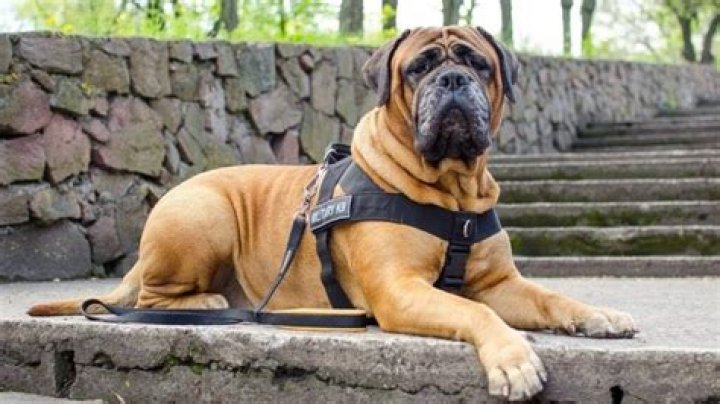 Are houses with dogs less likely to be robbed?