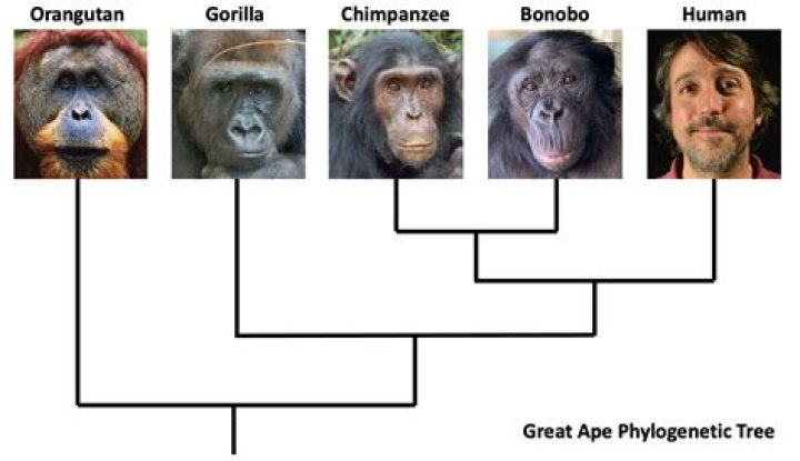 Are humans the weakest great ape?