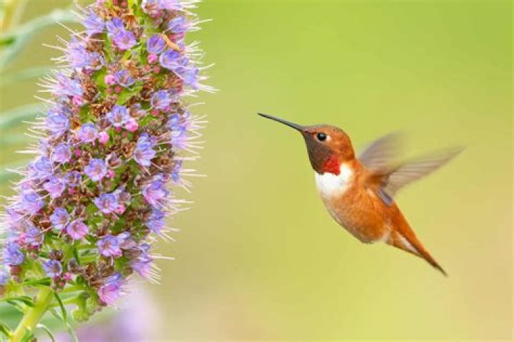 Are hummingbirds in the Bible?