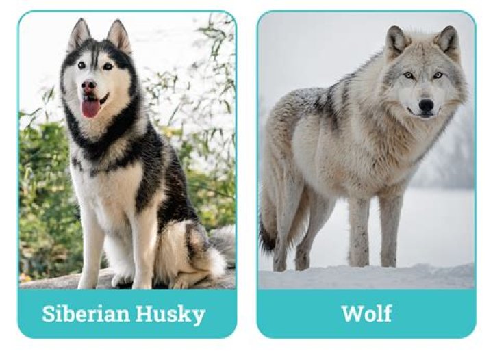 Are Huskies Part wolves?