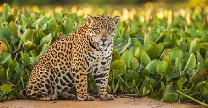 Are jaguars in the US?