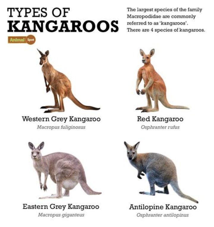 Are kangaroos haram?