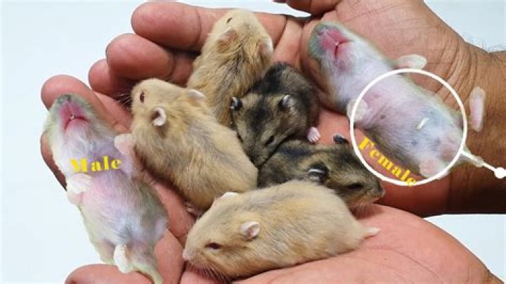 Are male or female hamsters better?