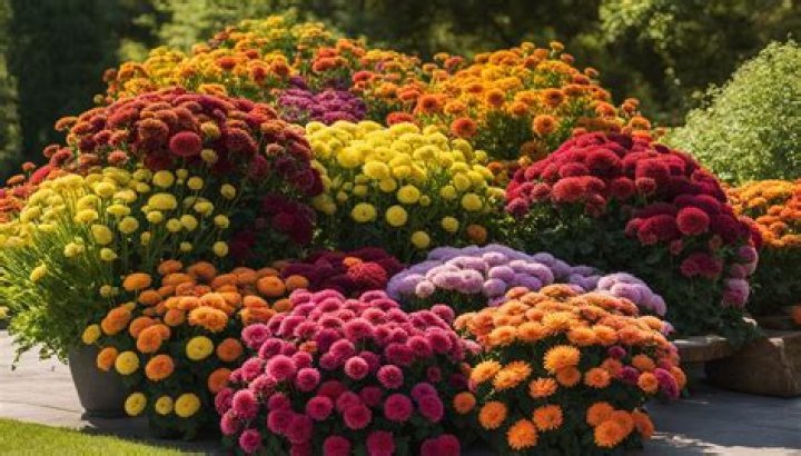 Are mums indoor or outdoor plants?