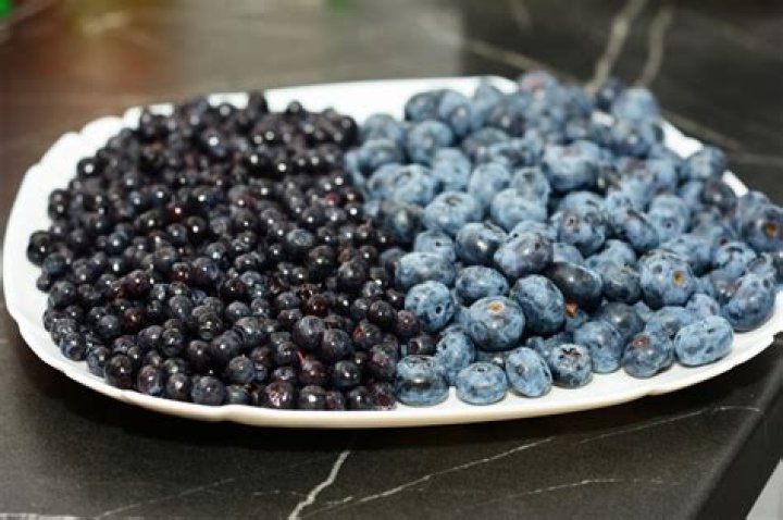 Are myrtle berries and blueberries the same?
