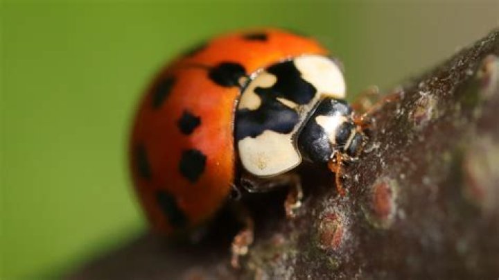 Are orange ladybugs bad?