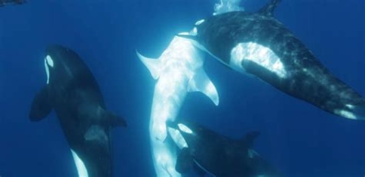 Are orcas afraid of anything?