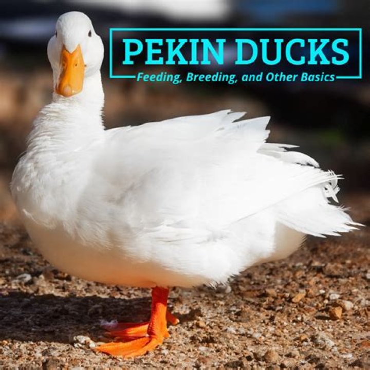 Are Pekin ducks friendly?