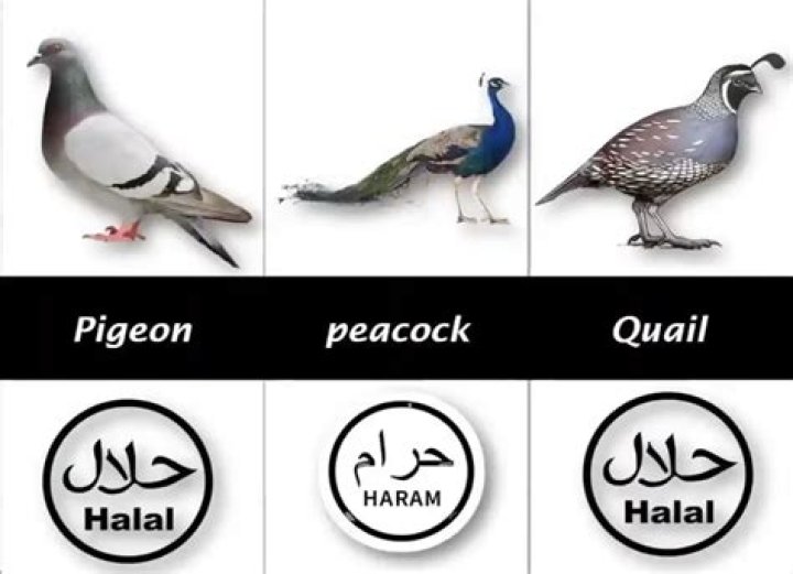 Are pigeons halal?