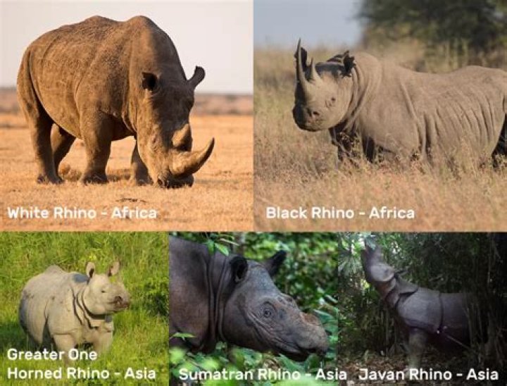 Are rhinos edible?