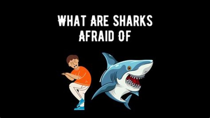 Are sharks afraid of light?