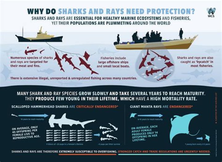 Are sharks endangered?