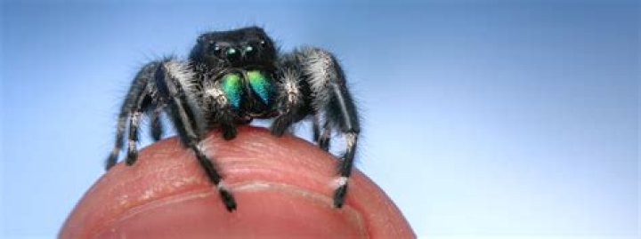Are spiders smart?