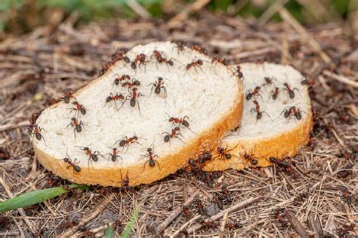 Are sugar ants harmful?