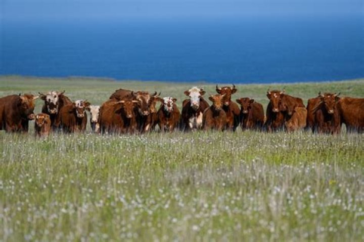 Are there cows on Hawaii?