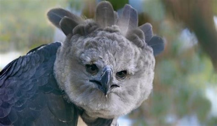 Are there eagles in the Bahamas?