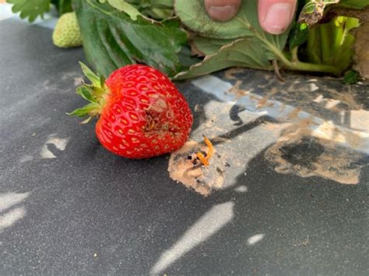 Are there really worms in strawberries?