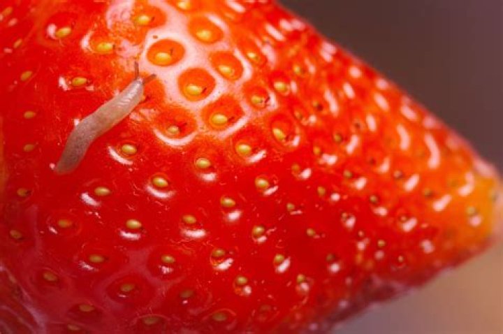 Are there worms inside strawberries?